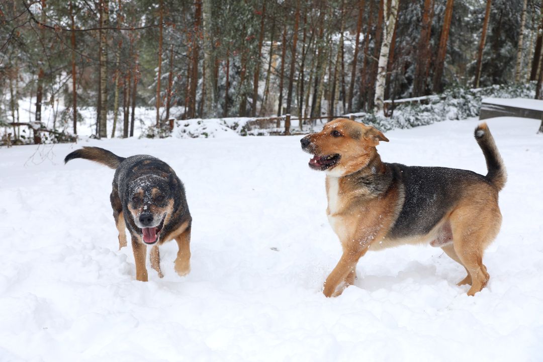 Neka decembar bude nežniji