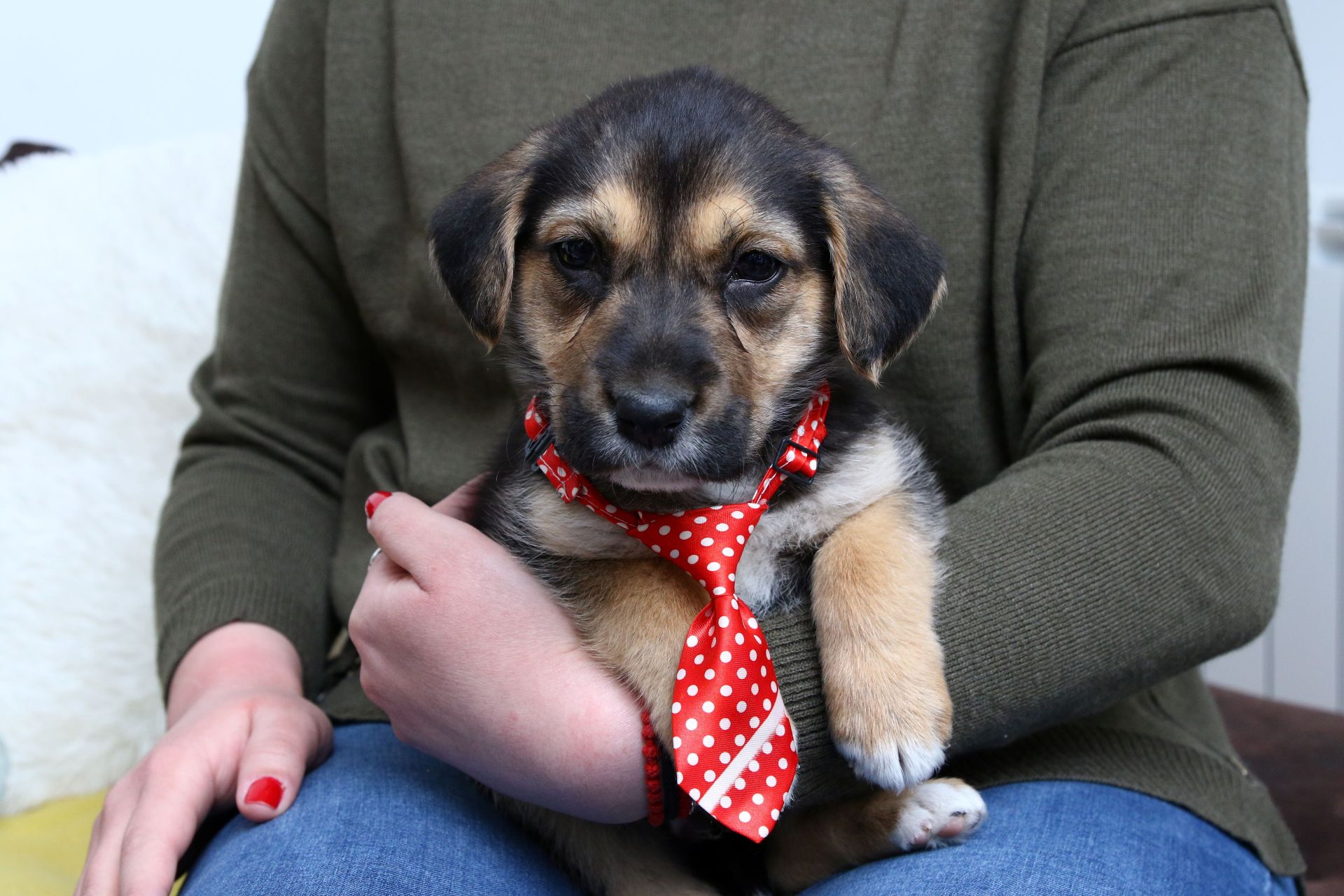 Pet bonton: Odgovoran vlasnik, uzoran ljubimac